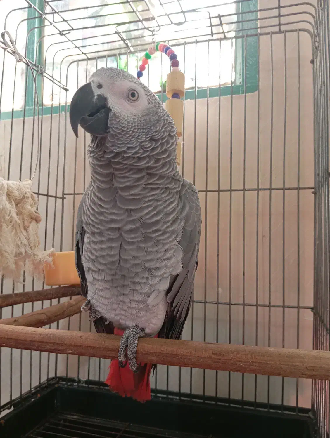 کاسکو|پرنده|شهریار, دهشاد بالا|دیوار