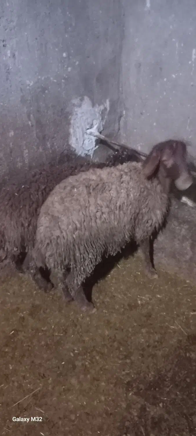 بره ماده|حیوانات مزرعه|سنندج, |دیوار