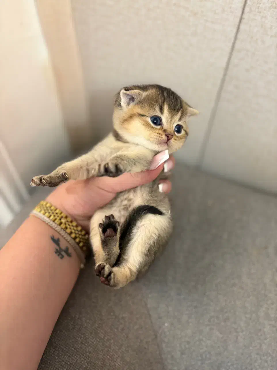 بریتیش سیلور و گلد|گربه|لاهیجان, شیشه گران|دیوار