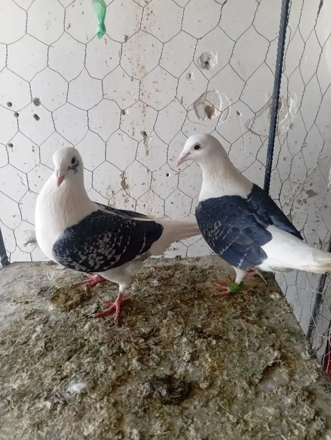 کبوتر|پرنده|کاشمر, |دیوار