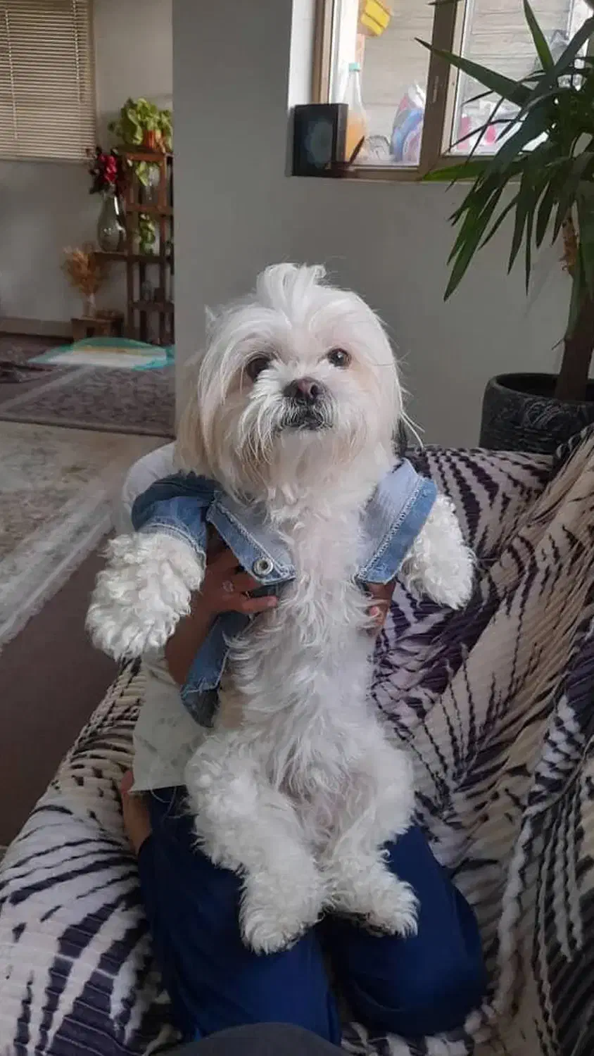 گمشده|سگ|شهرکرد, |دیوار