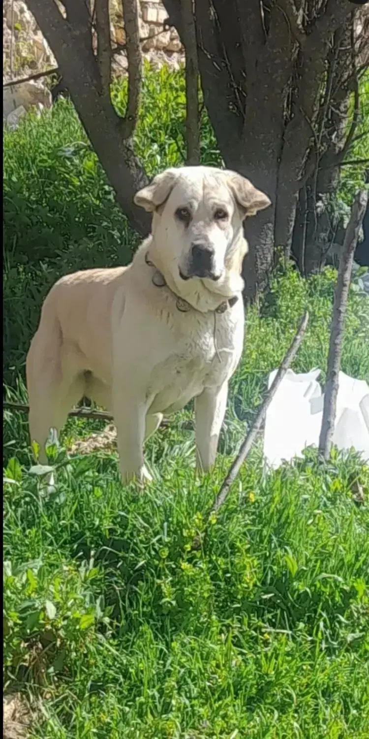 سگ پژدر|سگ|بندر گز, |دیوار