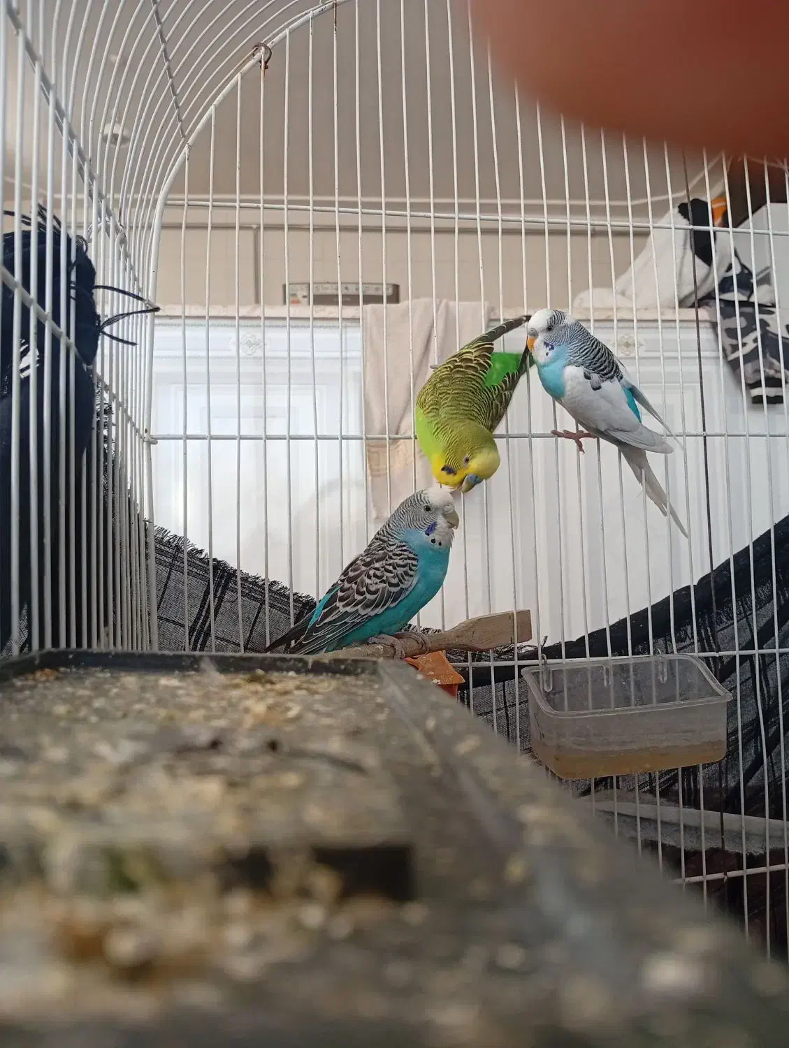 مرغ عشق|پرنده|جوانرود, |دیوار