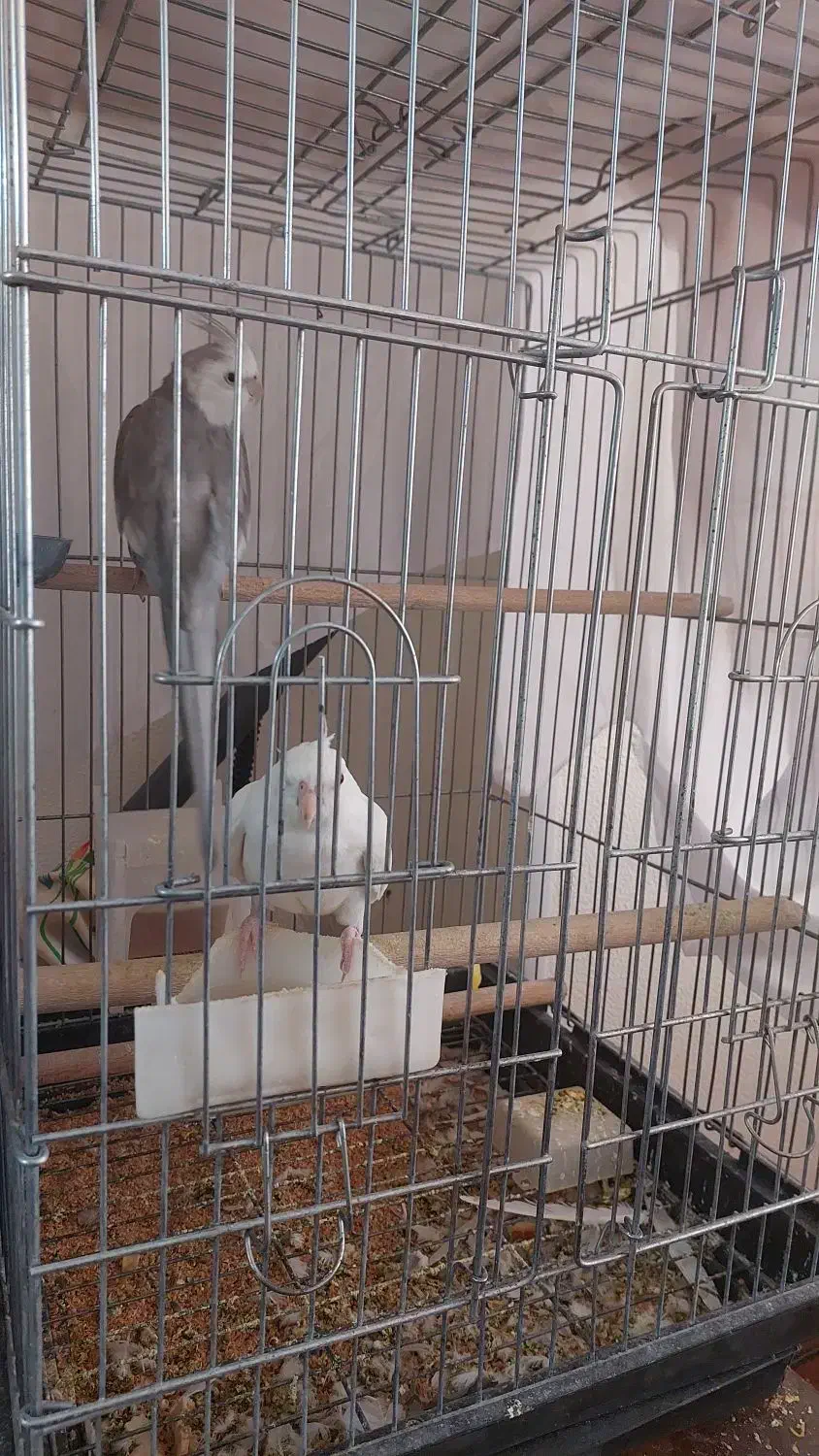 عروس هلندی|پرنده|شاهین‌شهر, شهرک میلاد|دیوار