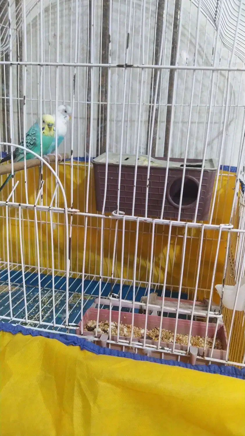 مرغ عشق جفت|پرنده|لالجین, |دیوار