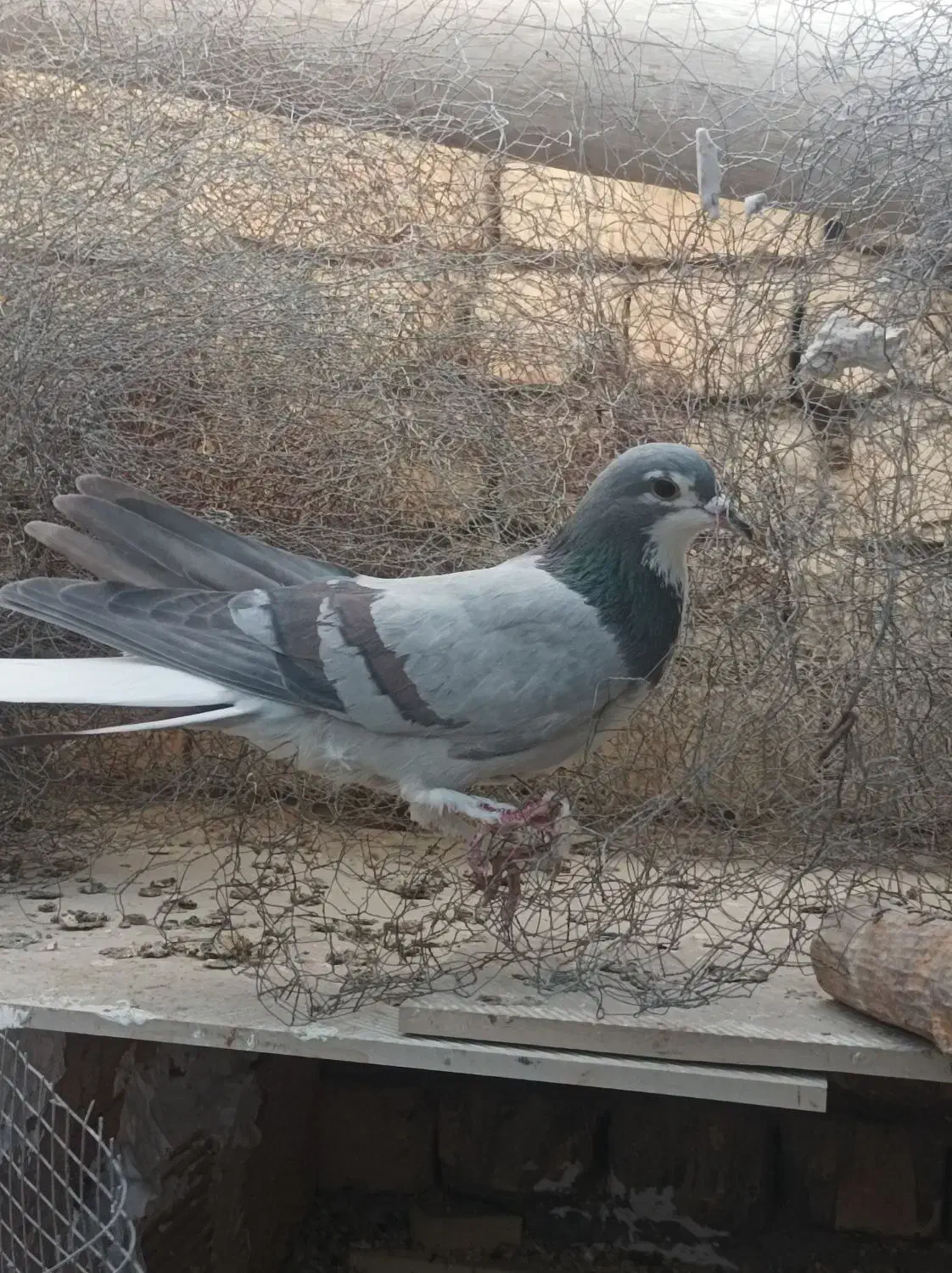 دمگیر|حیوانات|برخوار, |دیوار