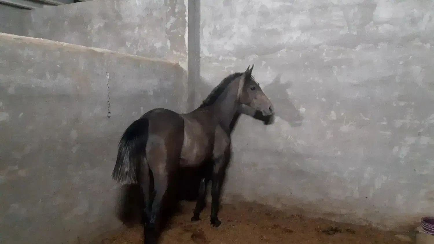 کره ماده ۴ ماهه|اسب و تجهیزات اسبسواری|فلاورجان, |دیوار