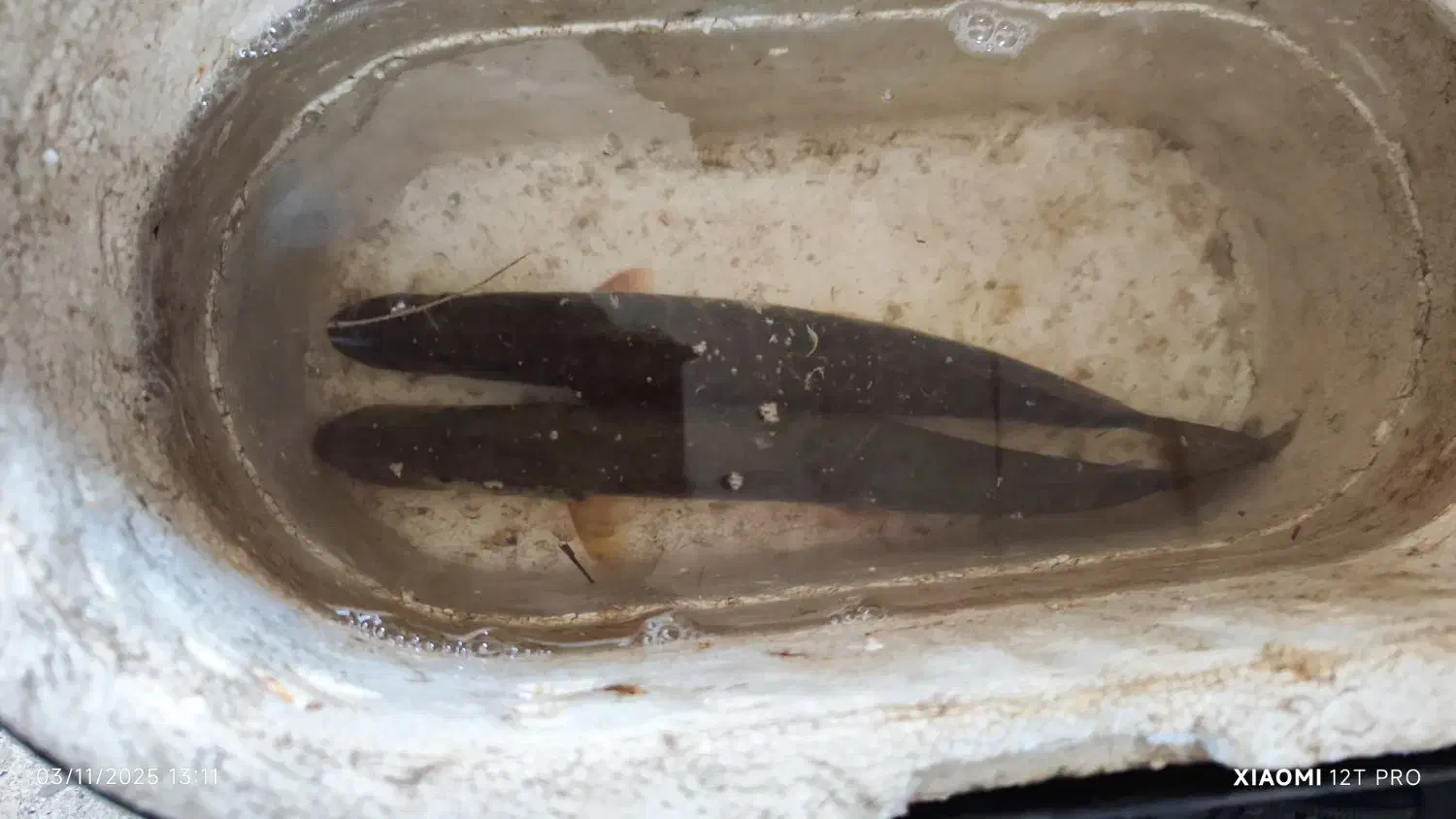 اردک ماهی زنده لاهیجان|ماهی|لاهیجان, طالقانی|دیوار