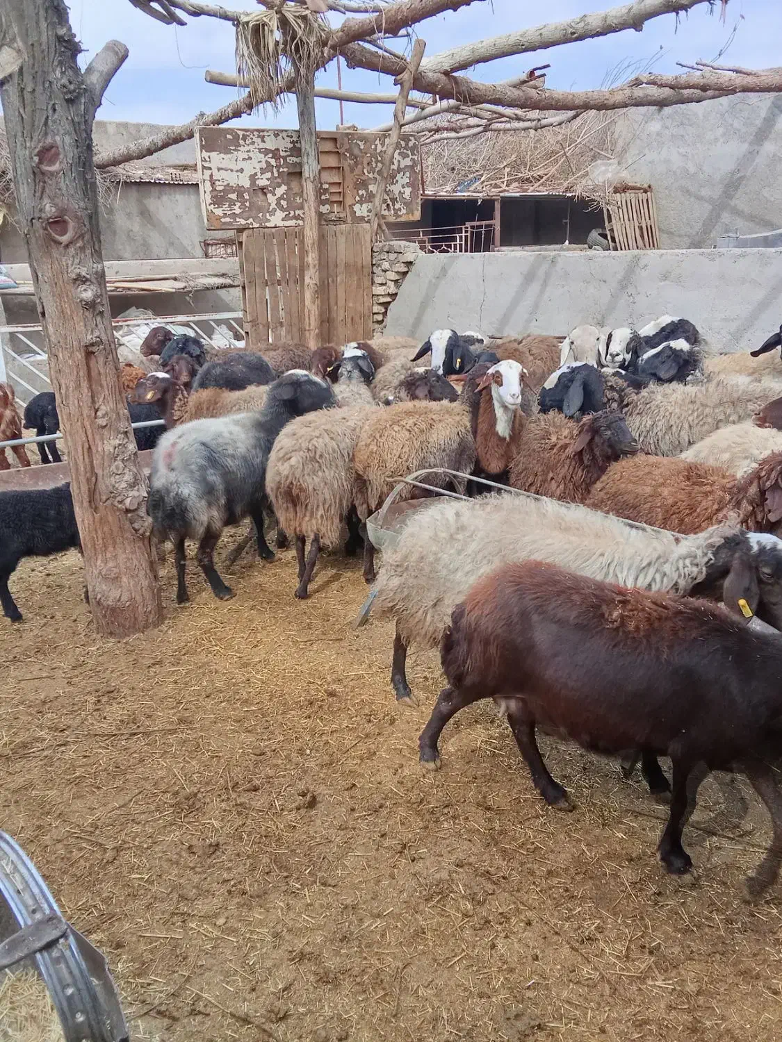 میش 40راس|حیوانات مزرعه|یزد, |دیوار