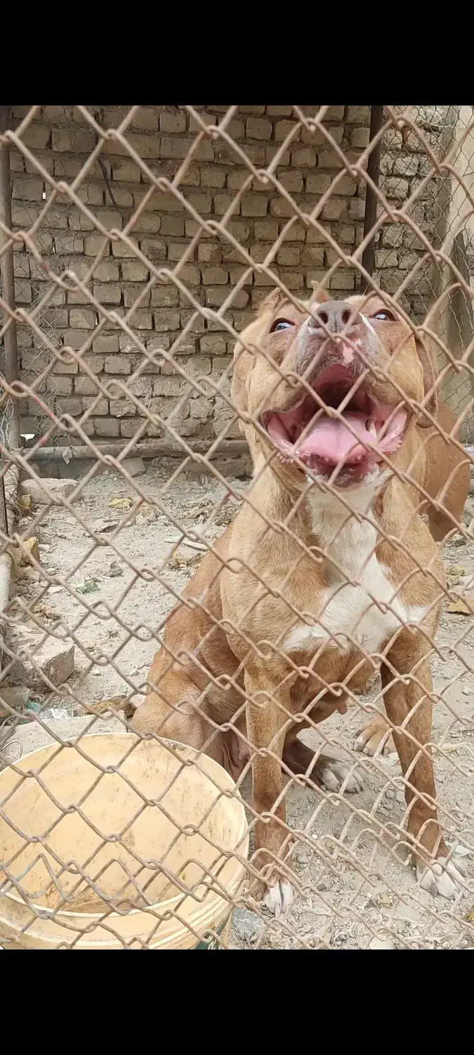 توله پیت بول|سگ|محمدشهر, شهرک پیام (مهرالبرز)|دیوار