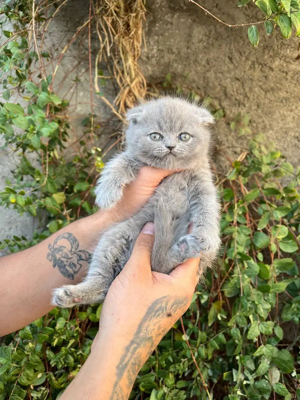 اسکاتیش فولد|گربه|نیشابور, پاستور|دیوار