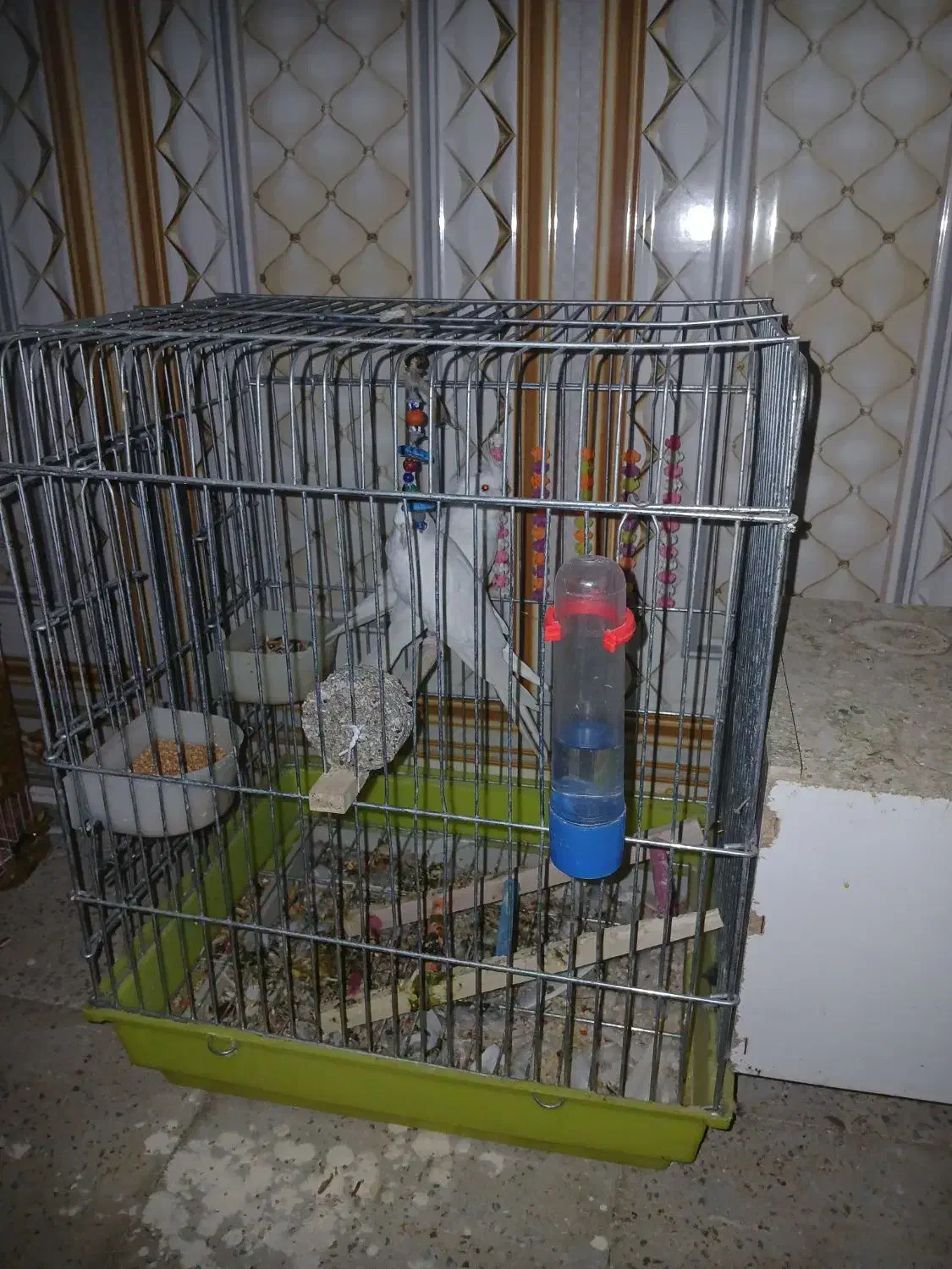 عروس پاریس البینیو|پرنده|سوسنگرد, |دیوار