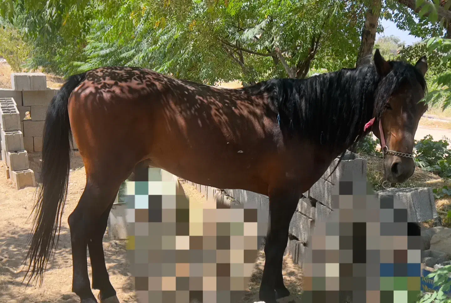 اسب نریان|اسب و تجهیزات اسب‌سواری|مشهد, خواجه ربیع|دیوار