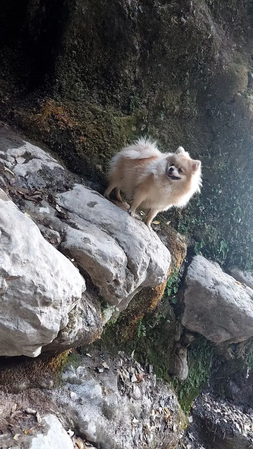 سگ پامر|سگ|یاسوج, |دیوار