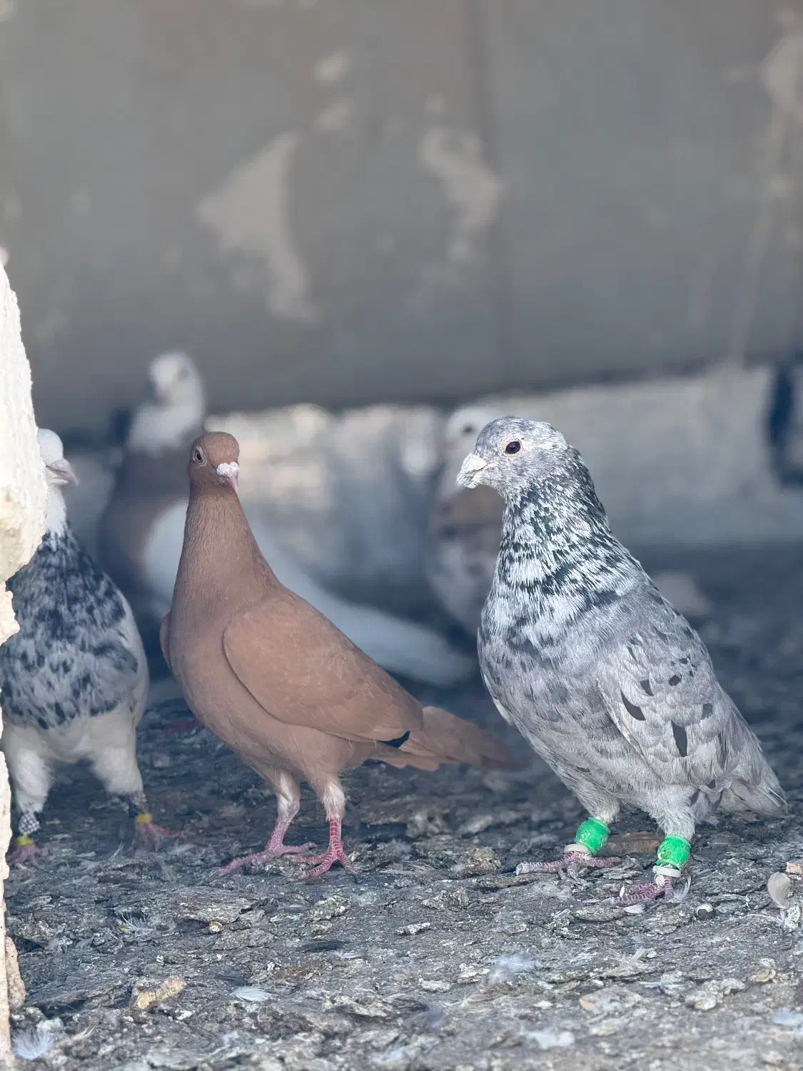 سار|پرنده|آشخانه, |دیوار