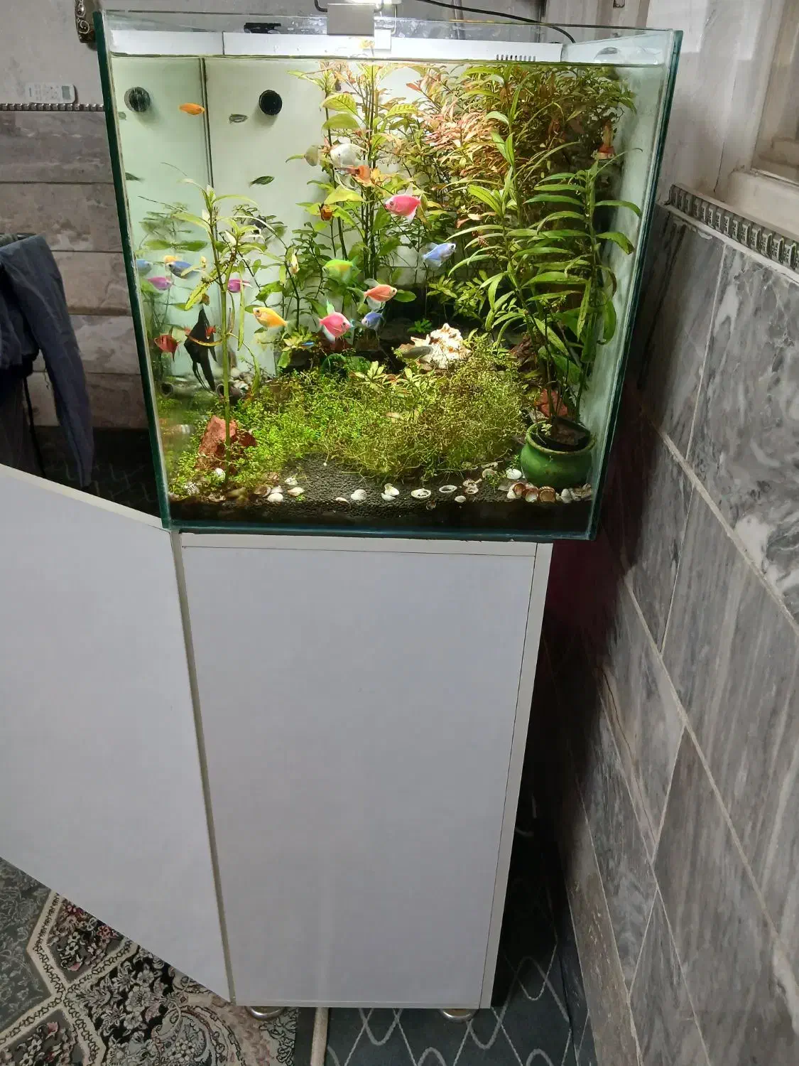 آکواریوم با گیاه زنده|ماهی|قم, نخودی|دیوار