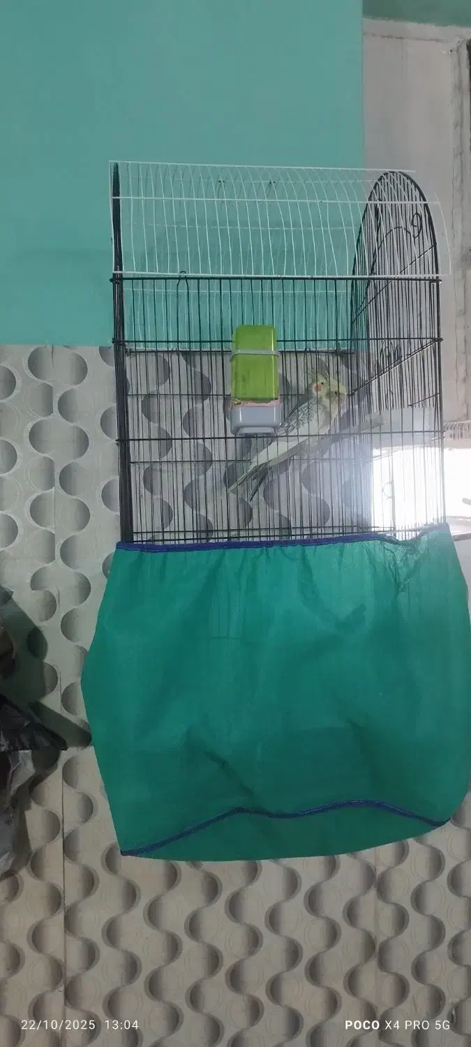 عروس هلندی مولد|پرنده|اهواز, پدافند|دیوار