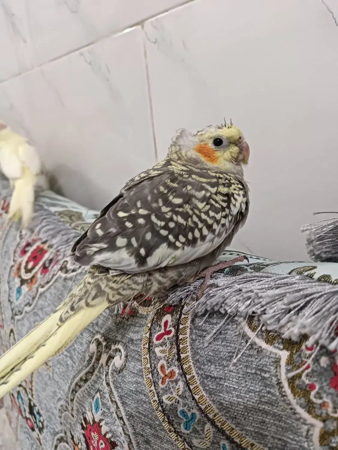 جوجه عروس هلندی|پرنده|بندرعباس, |دیوار