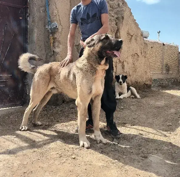 سگ سراب|سگ|سردرود, |دیوار