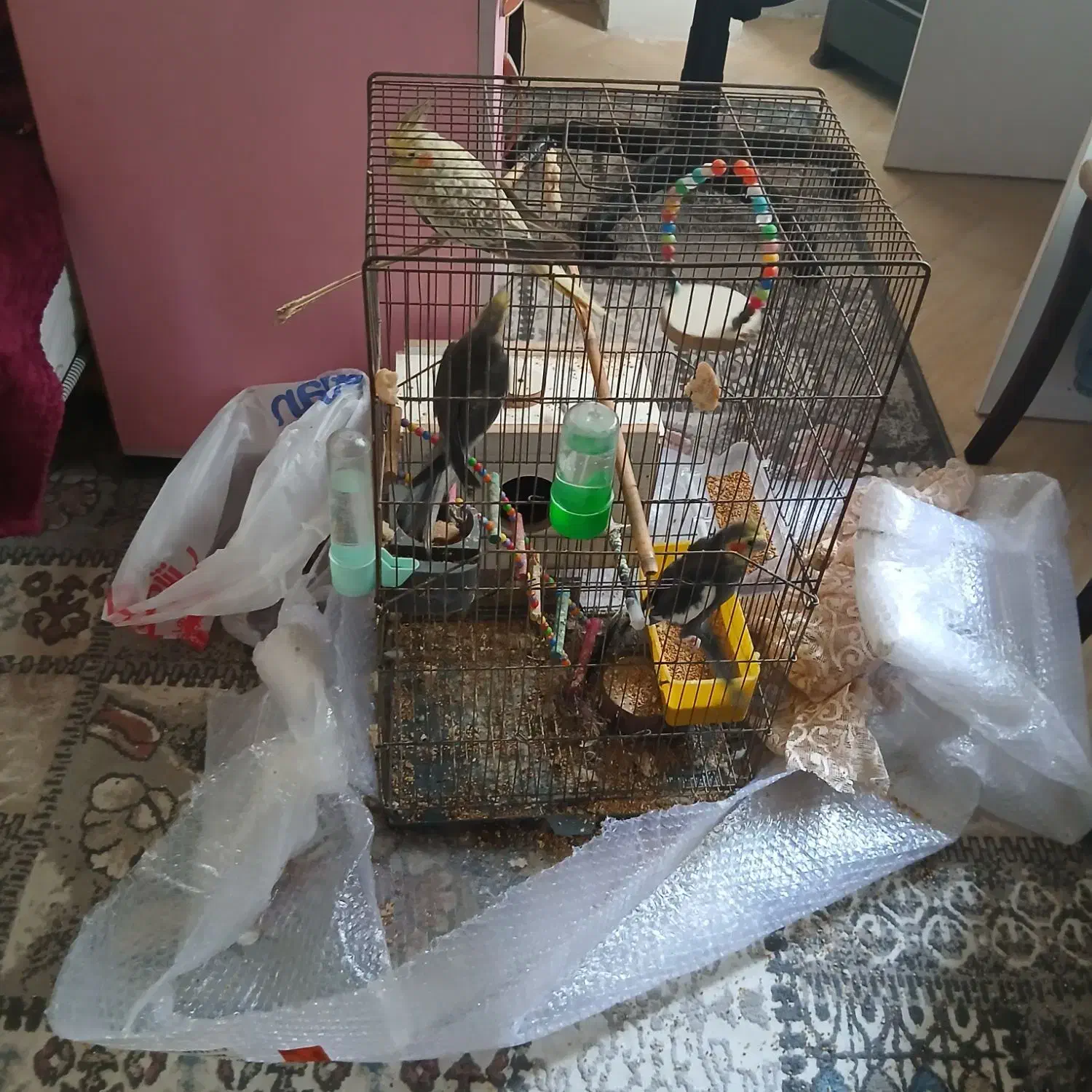 طوطی عروس دونه ای ۷۰۰|پرنده|آستارا, |دیوار