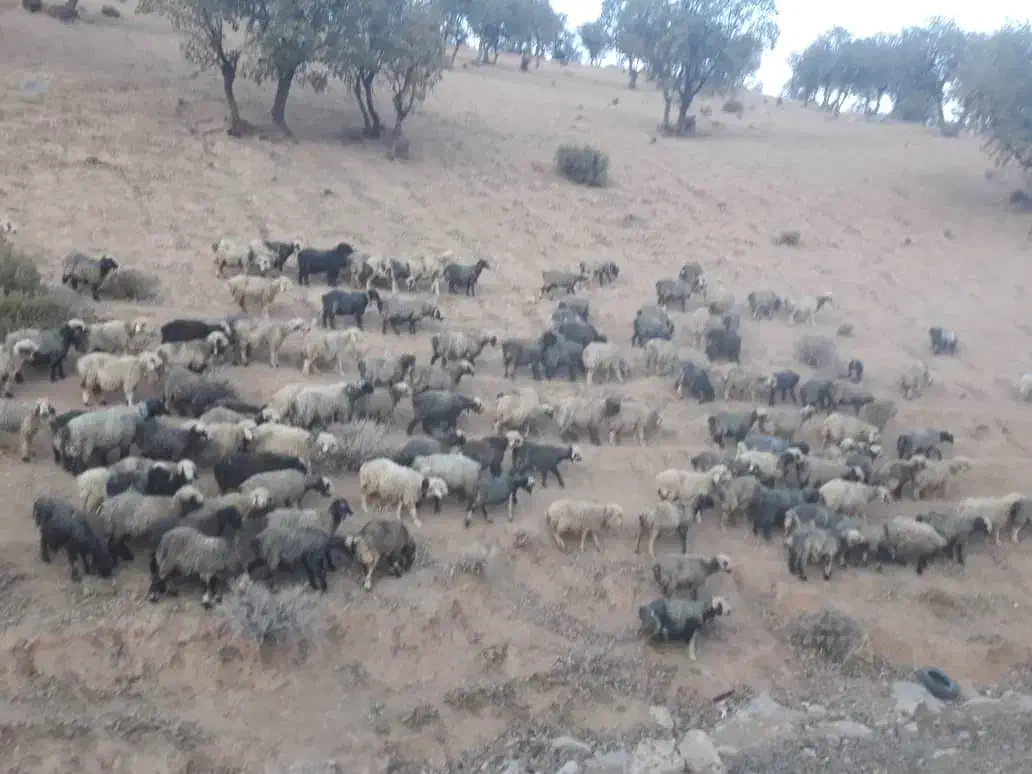 میش وبره ودوبور قوچ|حیوانات مزرعه|میانکوه, |دیوار