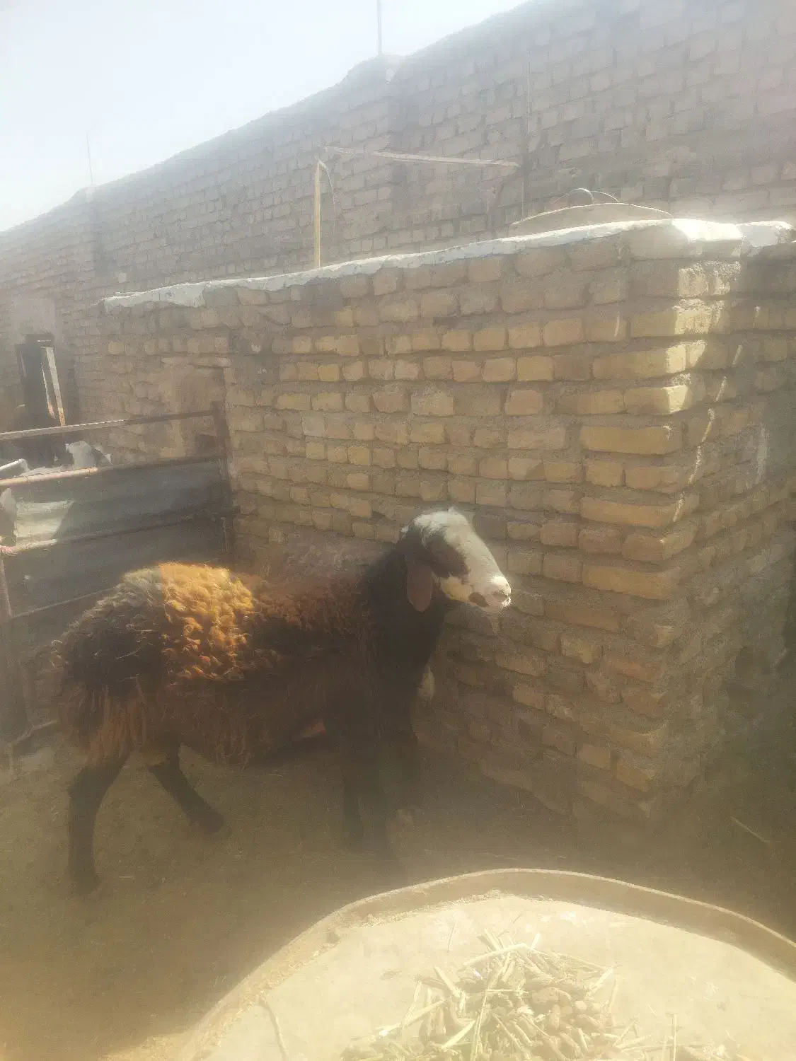 میش داشتی با یک بره نر برای قوچ|حیوانات مزرعه|تربتحیدریه, بالا ولایت|دیوار