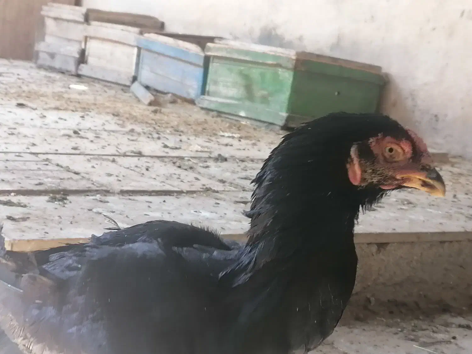 فروش مرغ و خروس لاری 700|حیوانات مزرعه|شیراز, نصر|دیوار