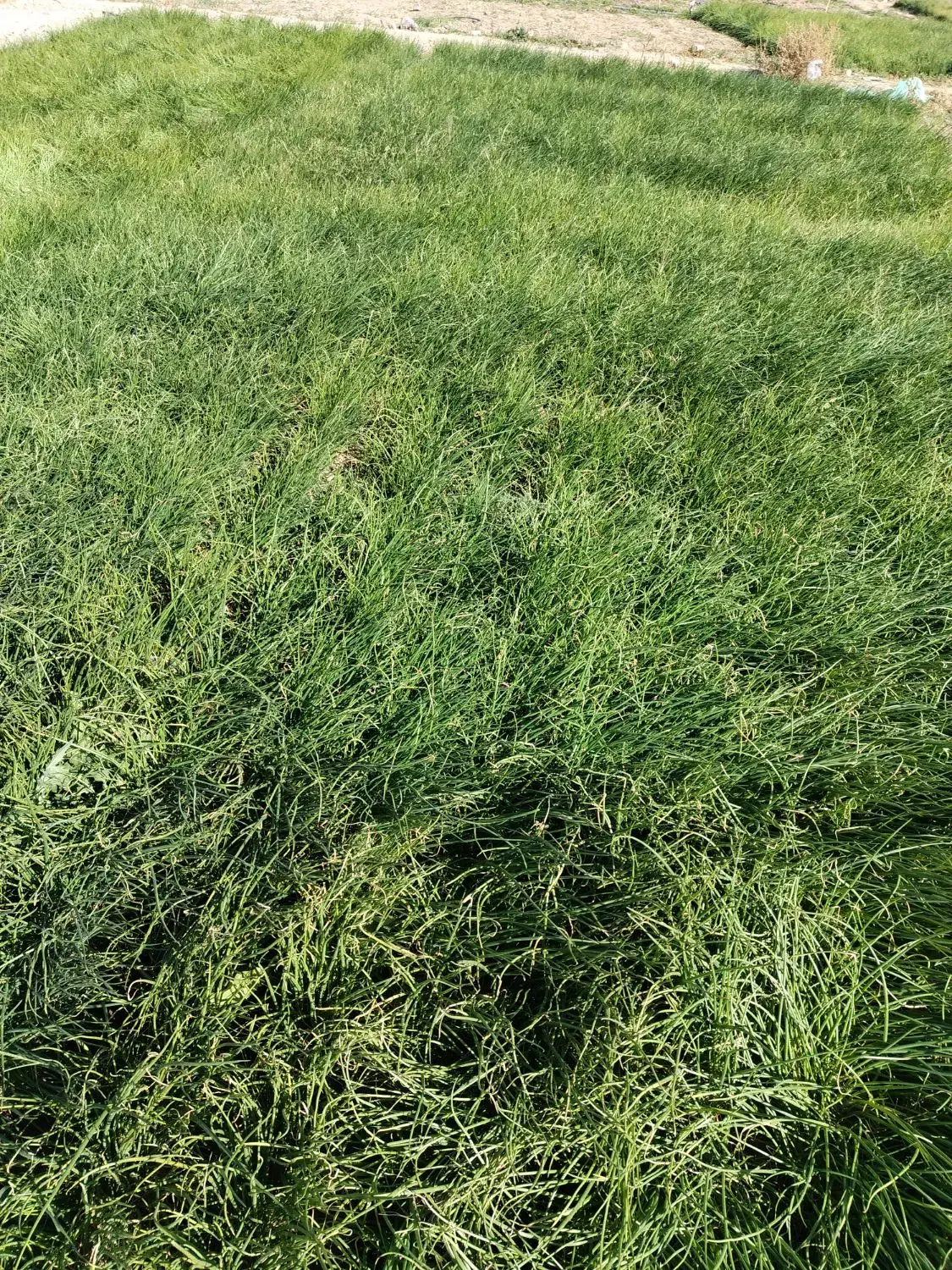 نشا، پیاز مینروا سایروس|گل و گیاه طبیعی|جیرفت, |دیوار