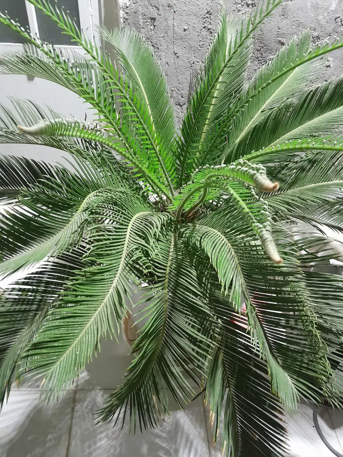 گل ودرخت طبیعی باقیمت مناسب|گل و گیاه طبیعی|قشم, |دیوار