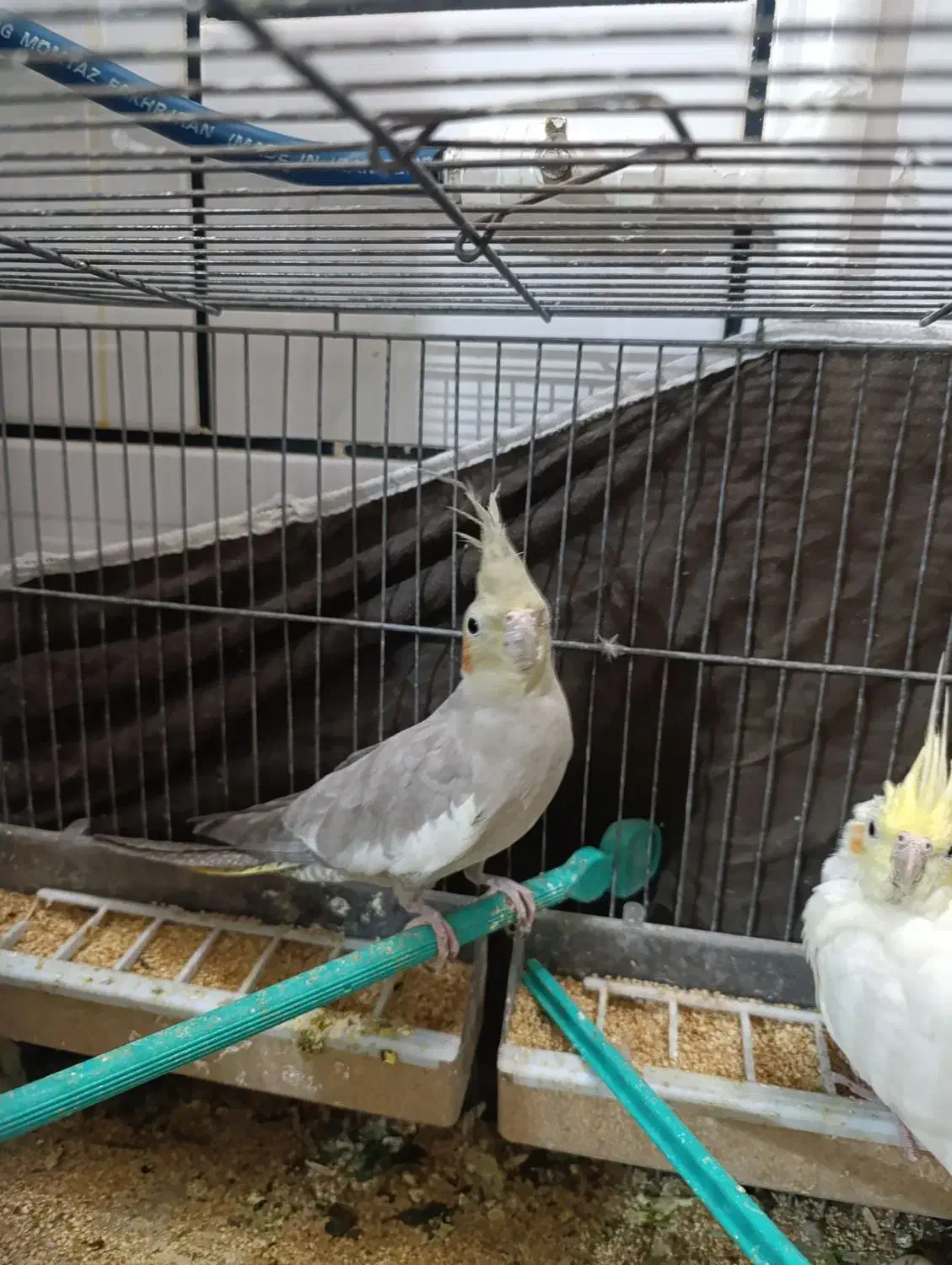 عروس هلندی خونگی|پرنده|خمینی‌شهر, |دیوار