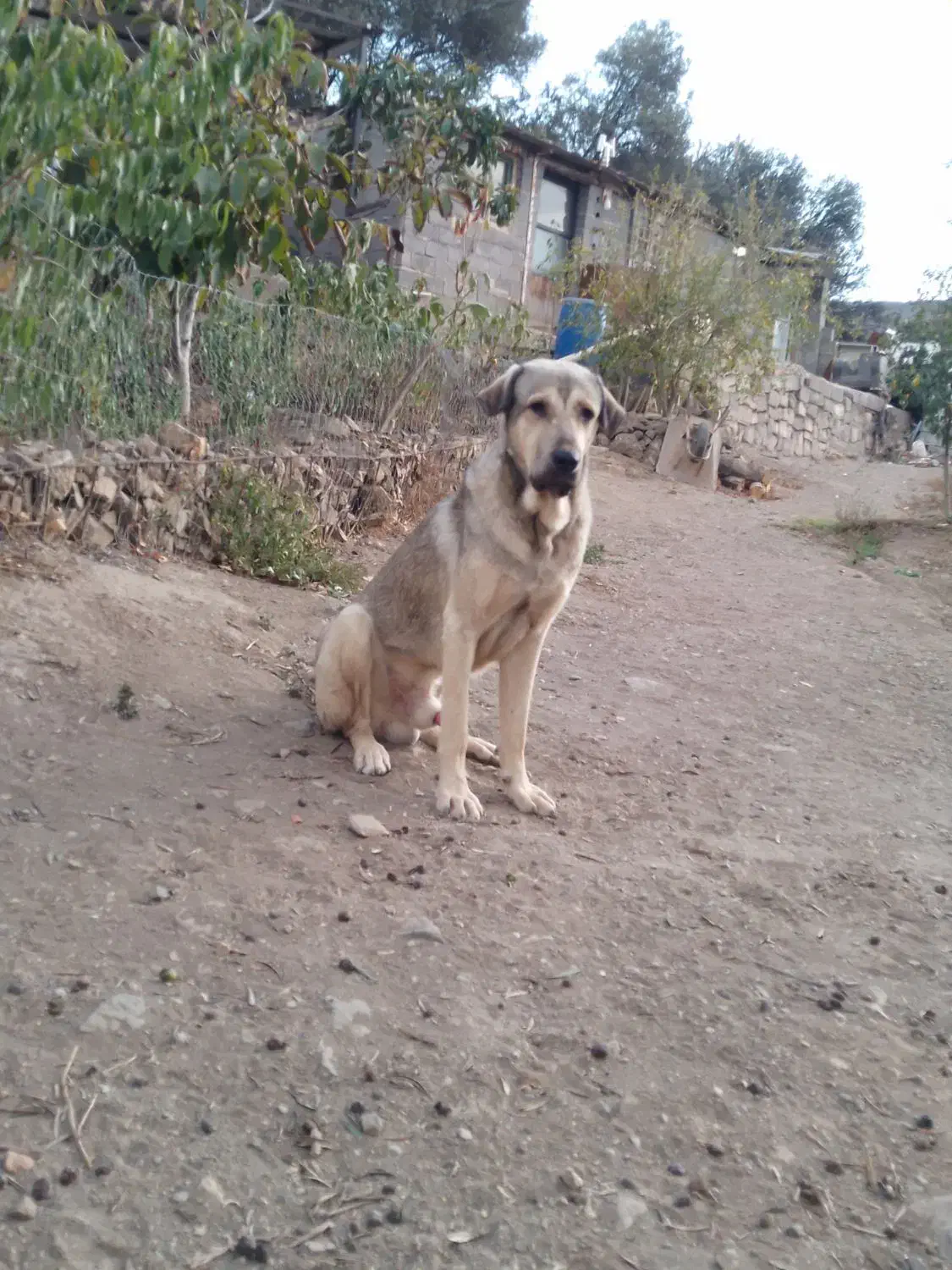 پژدر اصیل ۱۴ ماهه|سگ|رودبار, |دیوار