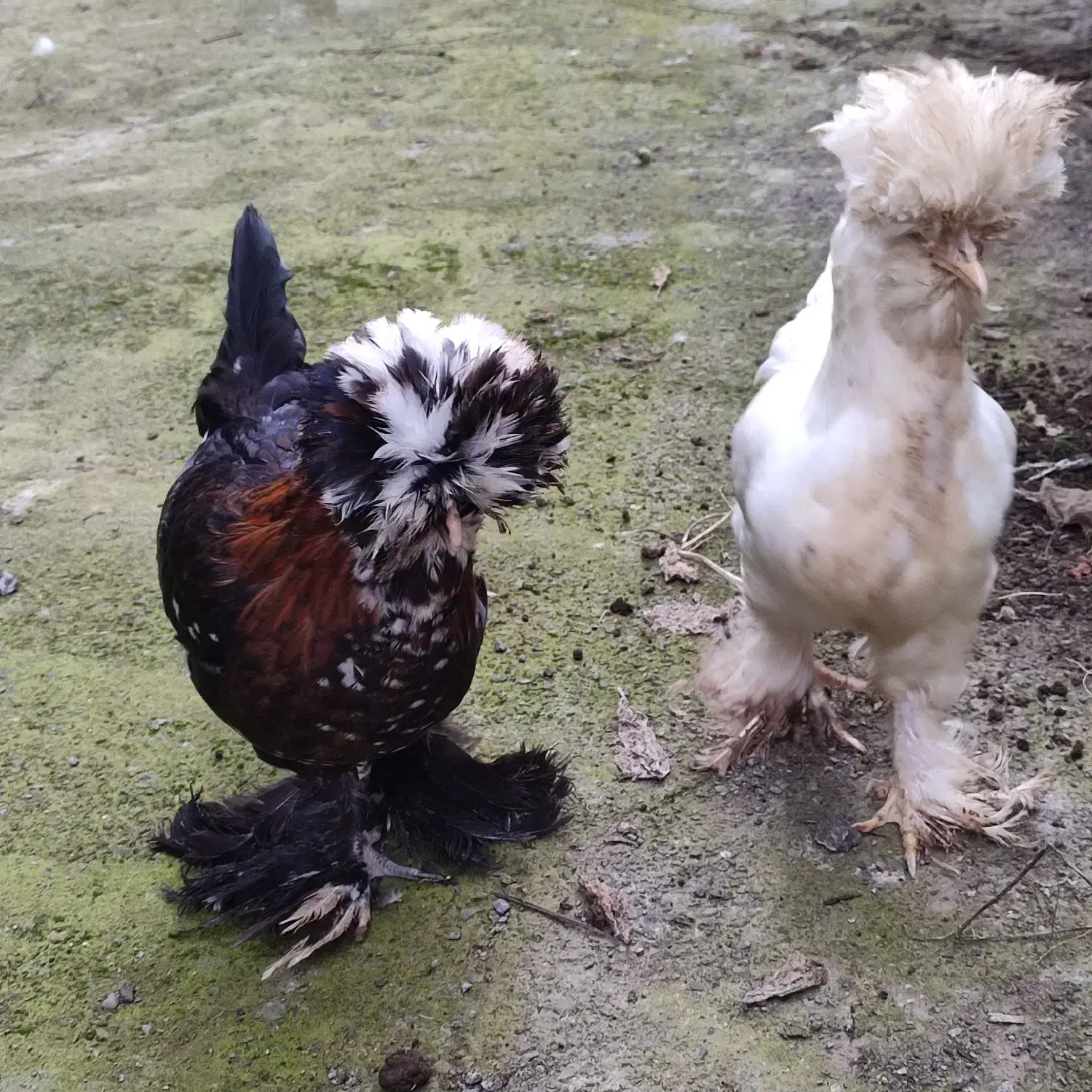 فروش مرغ و خروس سلطان|حیوانات مزرعه|لاهیجان, بوجایه|دیوار