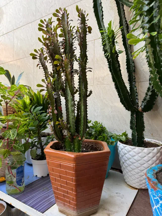 گل و گیاه|گل و گیاه طبیعی|ورامین, ورامین|دیوار