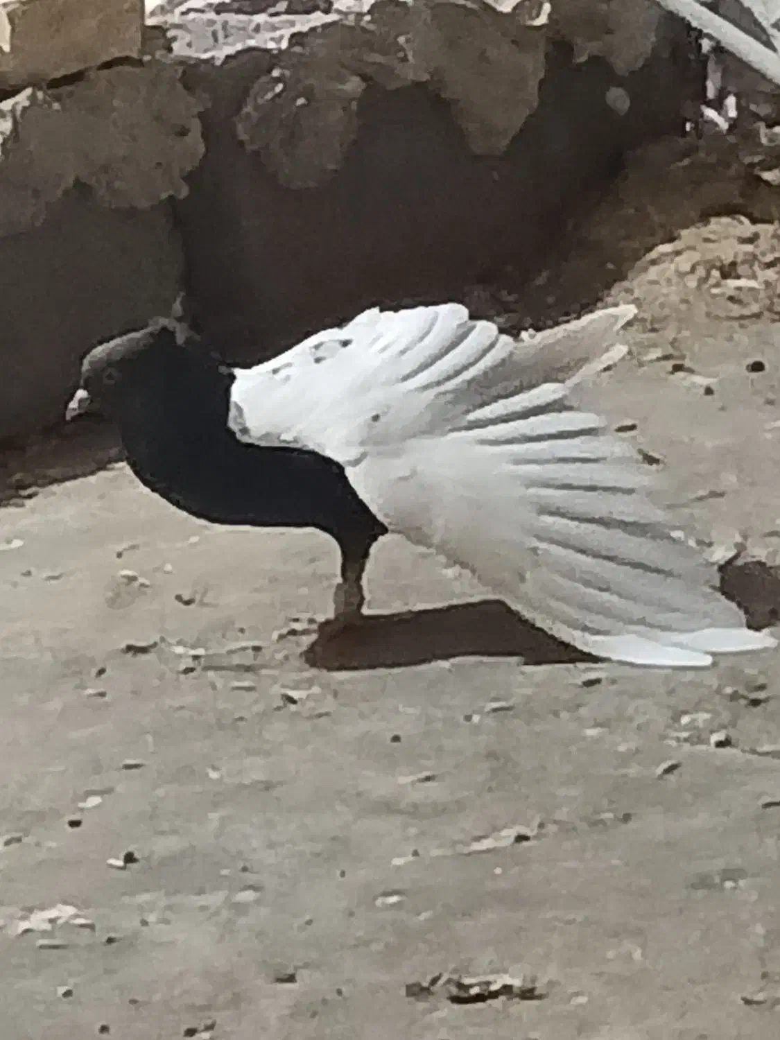 سینه سیاه تمیز یه جفت نوک سفید .وجفت.کله دم سیاه|پرنده|کرخه, |دیوار