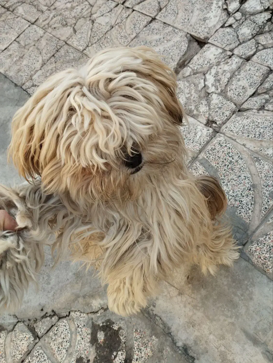 سگ شیتزو نر|سگ|اردبیل, |دیوار