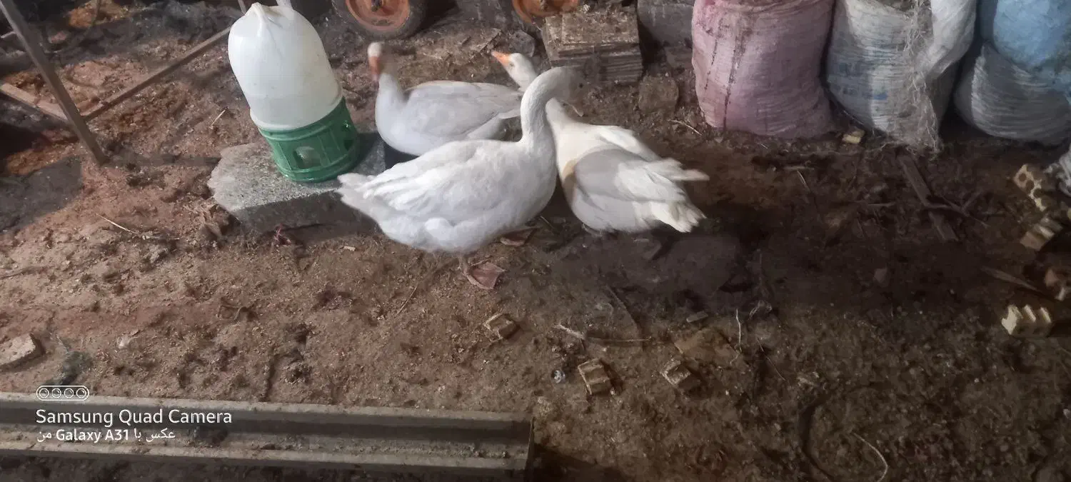 غاز محلی و بوقلمون|حیوانات مزرعه|قروه, |دیوار