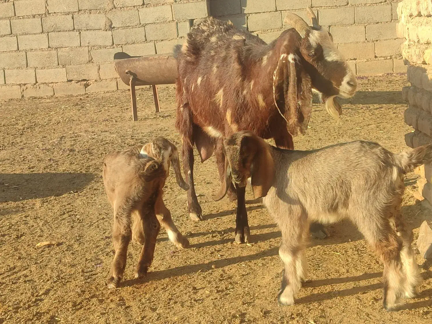 بزآمریکایی کل وبزدوقلووپرشیردرجه یک|حیوانات مزرعه|تربت جام, جلگه موسی آباد|دیوار