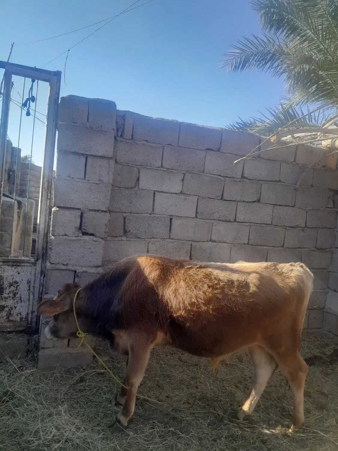 هردوتا بخورجنس خوب|حیوانات مزرعه|گنبکی, |دیوار