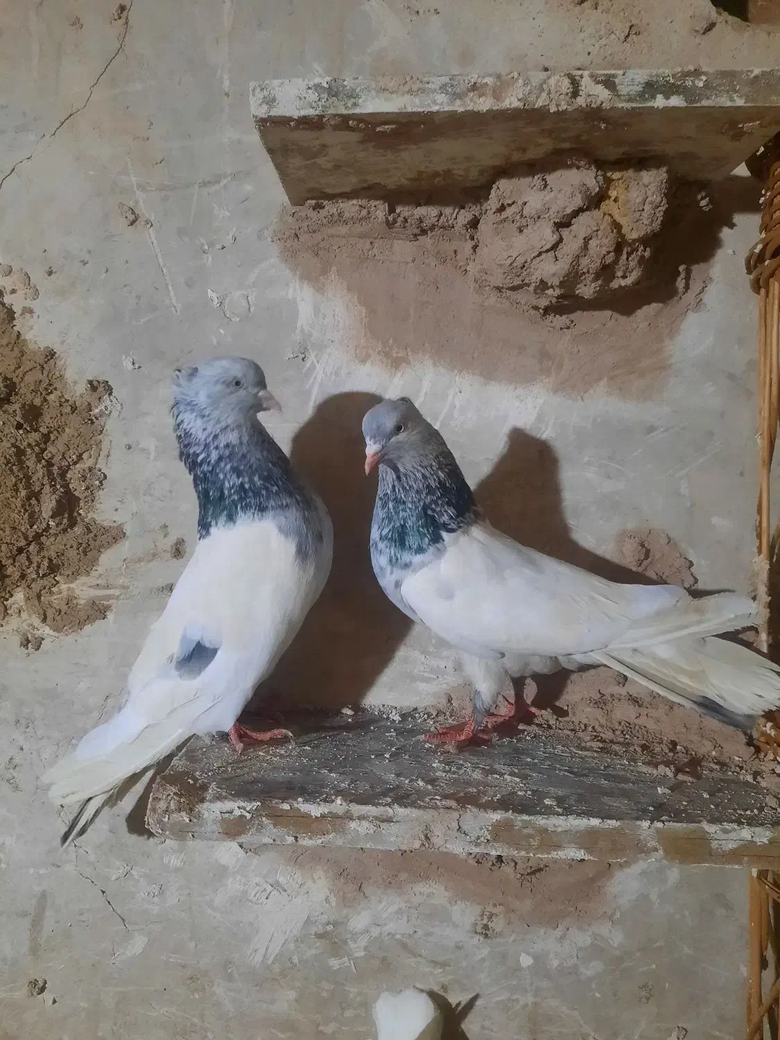 تعداد کفتر|پرنده|فردوس (خراسان), |دیوار