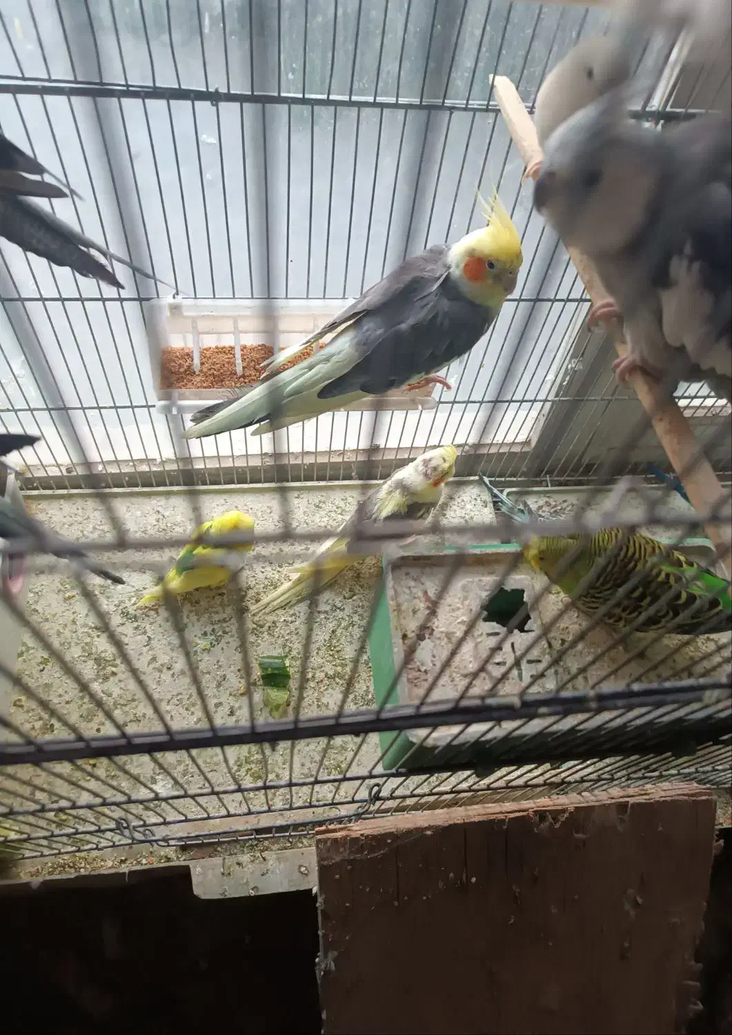 چند جفت عروس هلندی به فروش میرسد|پرنده|آذرشهر, |دیوار