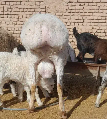 فروش فوری|حیوانات مزرعه|زیرکوه, |دیوار