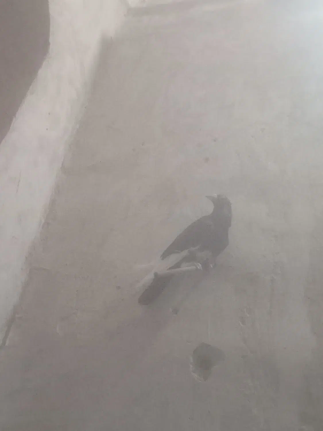 کبوتر میناسیاه|پرنده|هامون, |دیوار