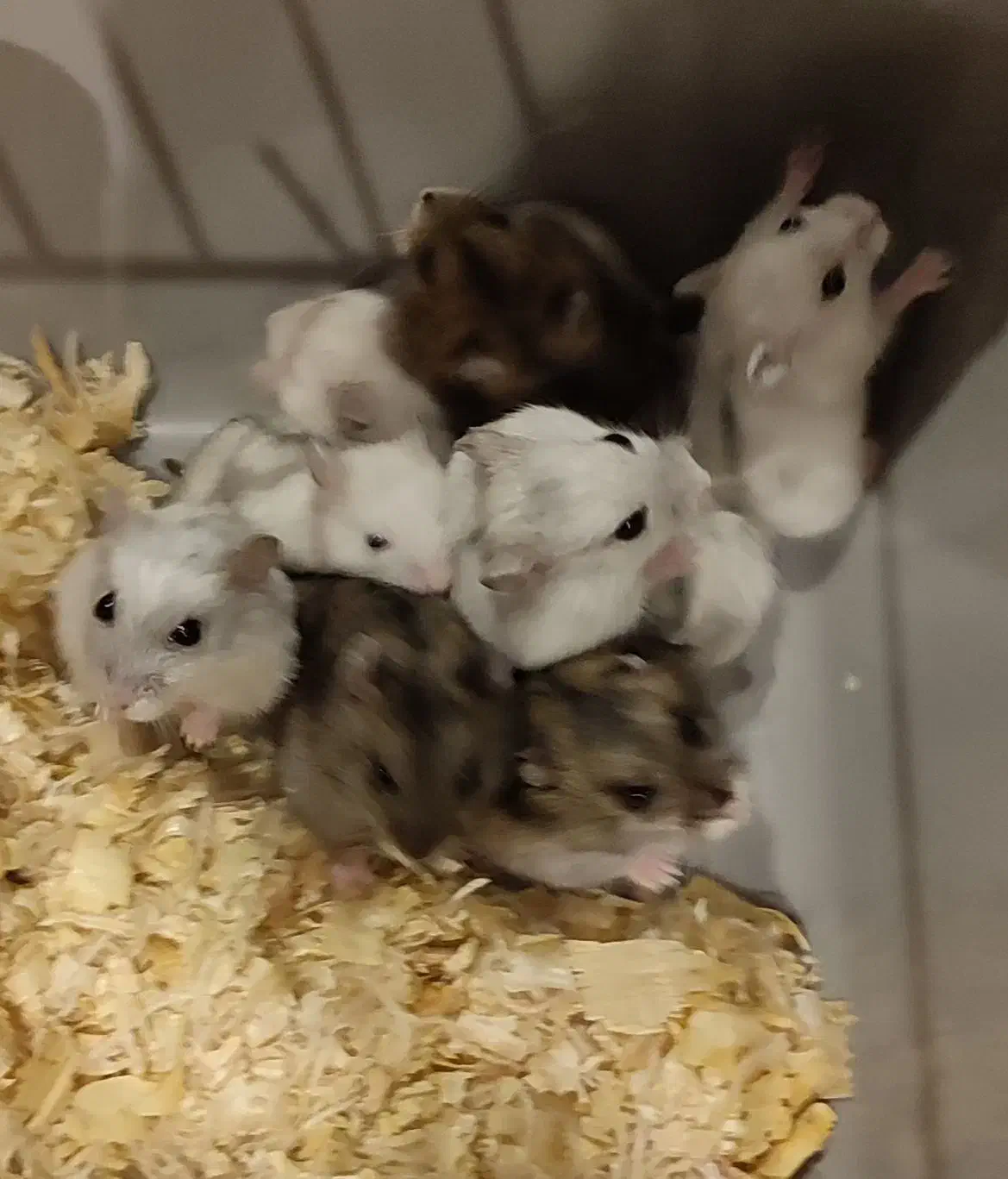 همستر کوچولوی مینیاتوری سفید،مشکی|موش و خرگوش|تهران, امامت|دیوار