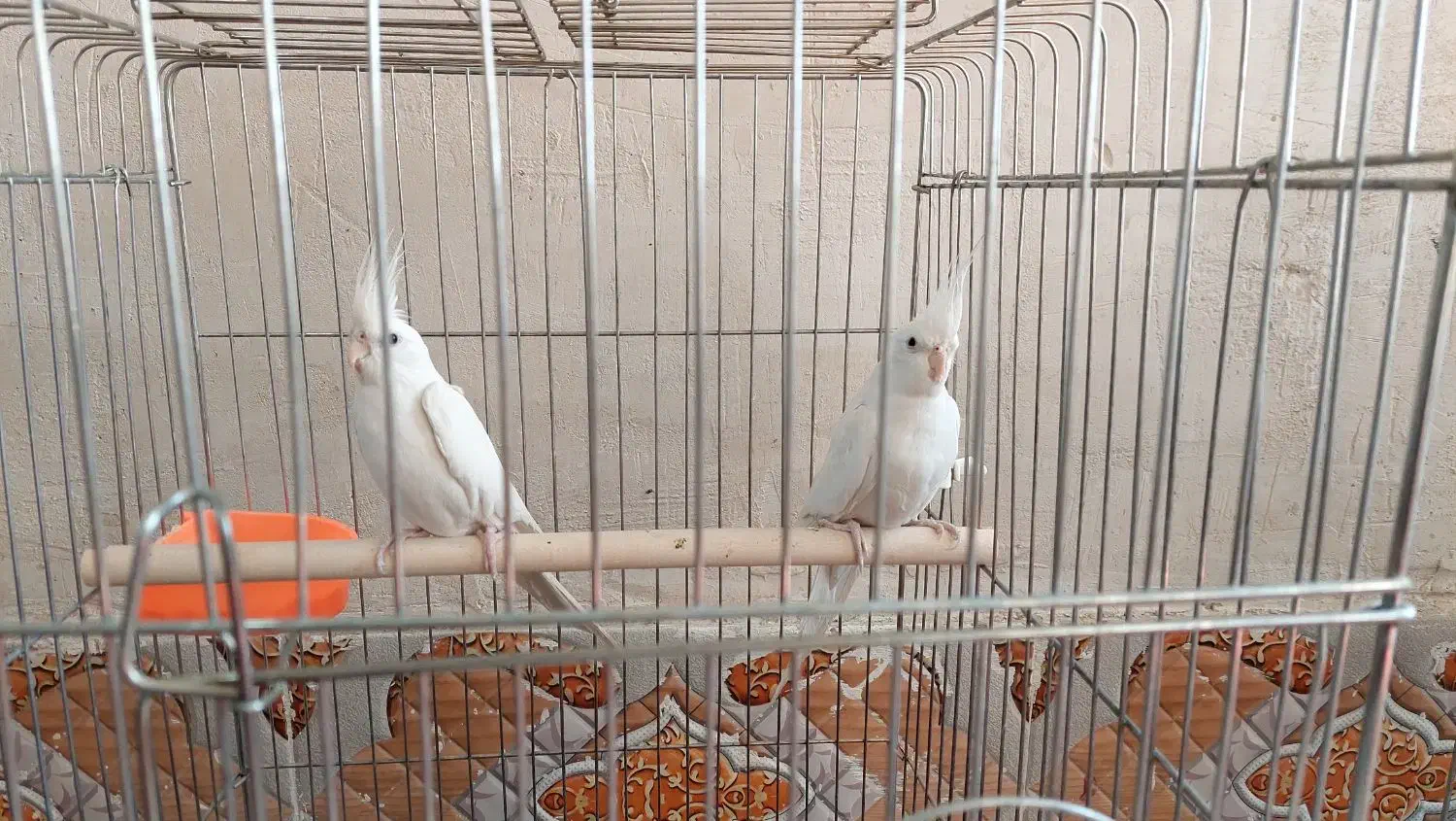 عروس هلندی|پرنده|مرودشت, شهرک مهدیه|دیوار