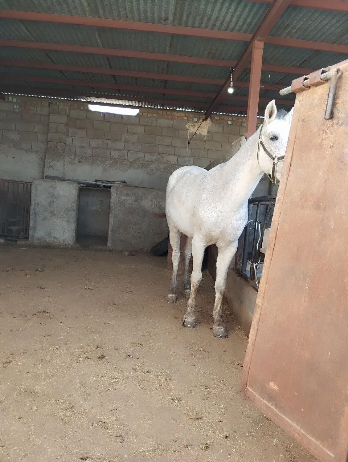 مادیان ارام  سن ۶سال همراه کره ..|اسب و تجهیزات اسب‌سواری|مه ولات, |دیوار