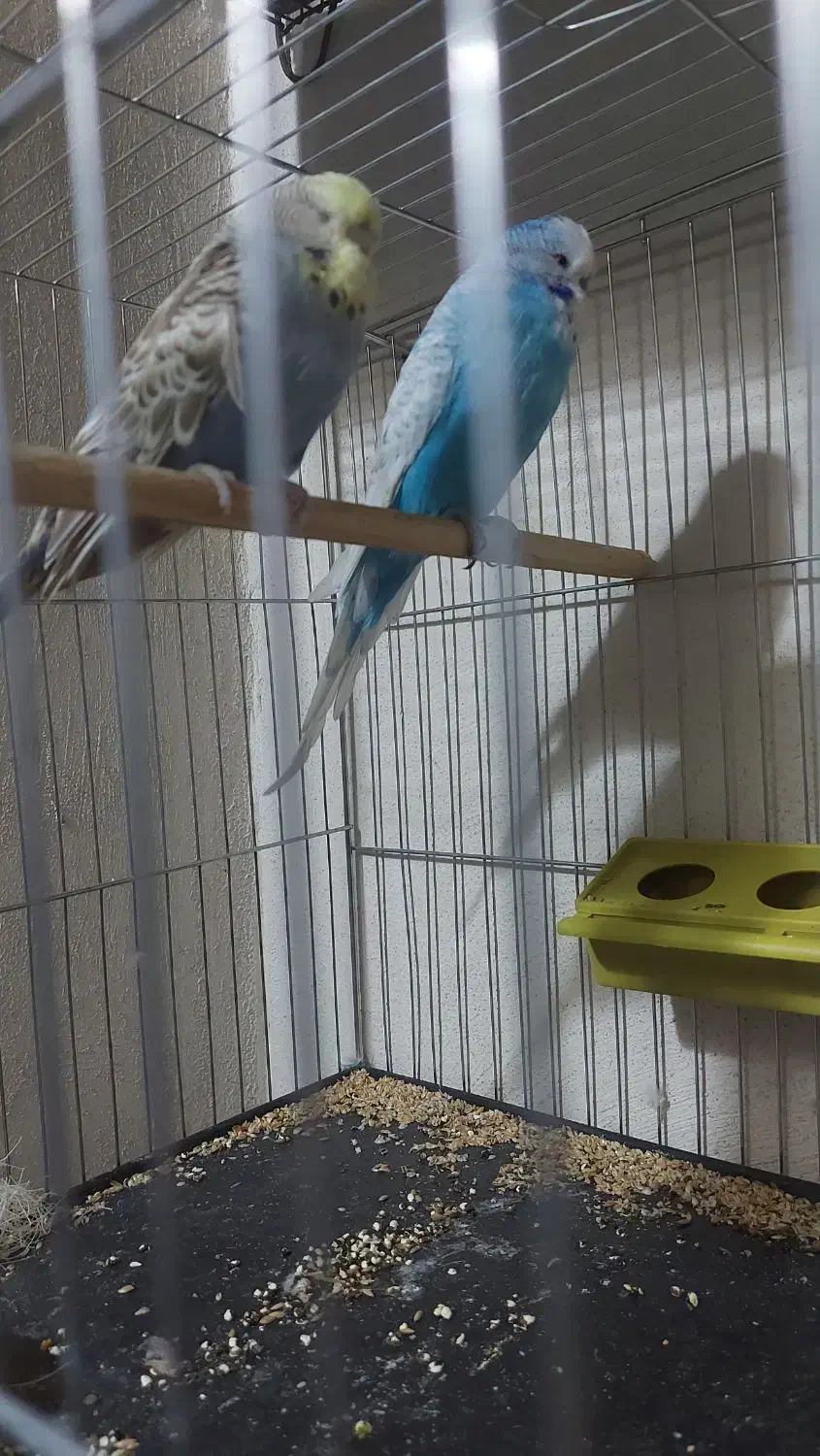 مرغ عشق انگلیسی مولد|پرنده|آمل, |دیوار