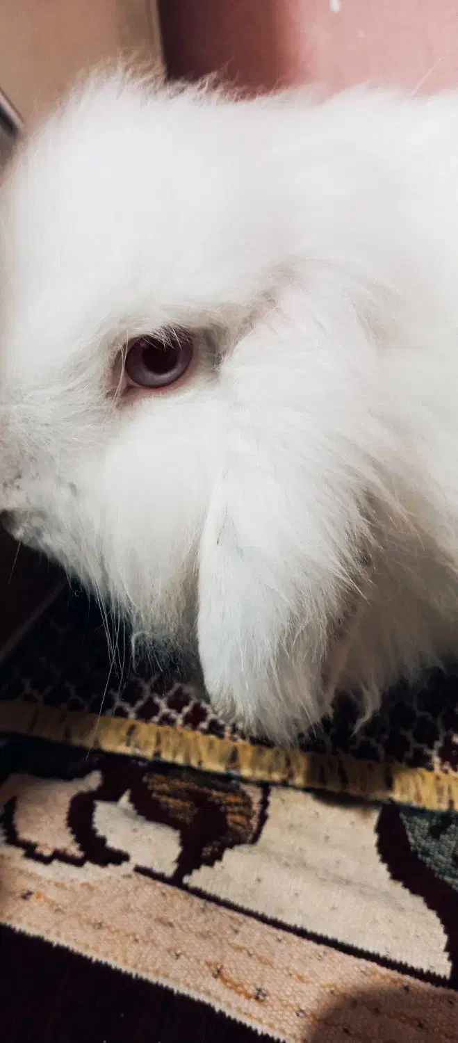 خرگوش لوپ|موش و خرگوش|اهواز, منبع اب|دیوار