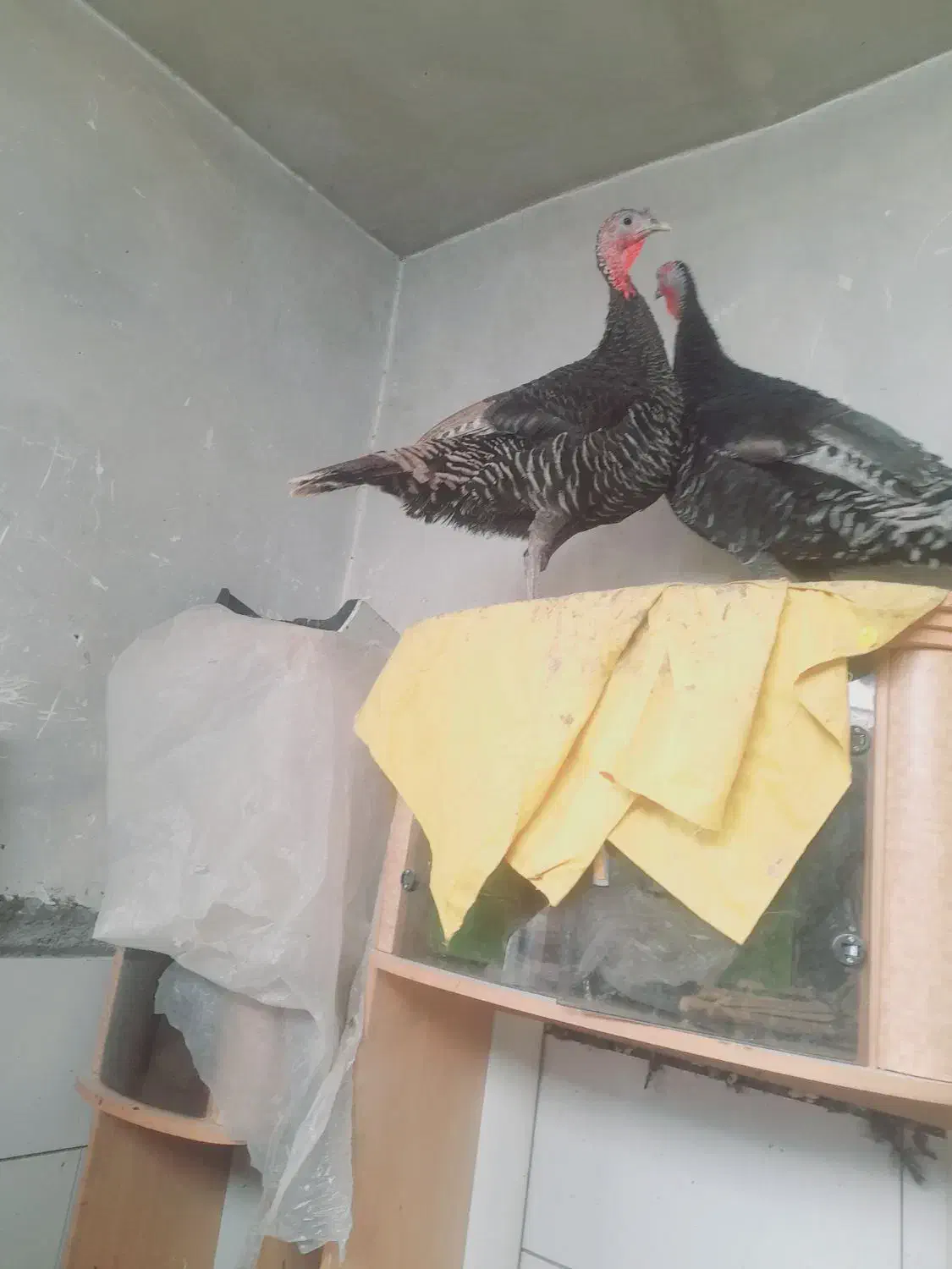 بوقلمو|حیوانات مزرعه|کرمان, |دیوار