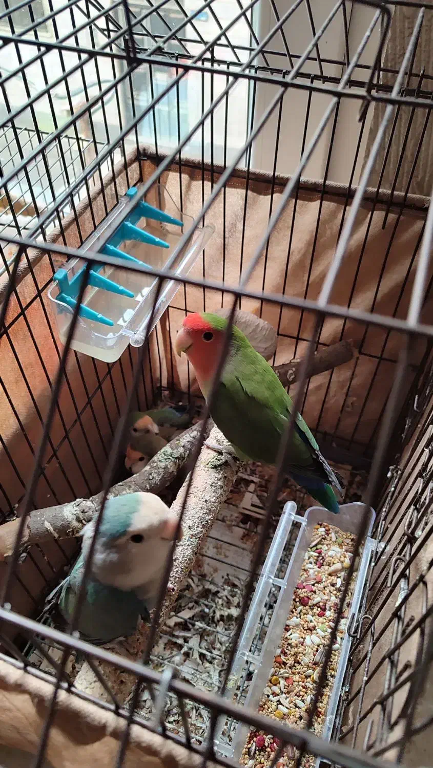 عروس هلندی طوطی برزیلی|پرنده|ری, اقدسیه|دیوار