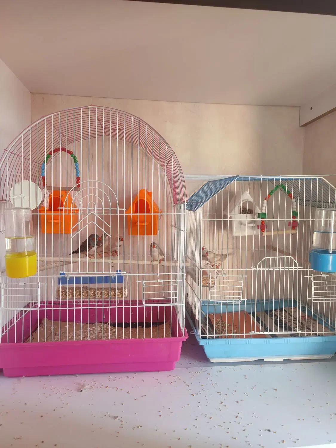 فنچ|پرنده|قزوین, |دیوار